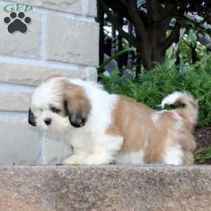 Honey Dew, Lhasa Apso Mix Puppy